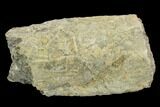 Unidentified Fossil Bone Section - North Dakota #120546-1